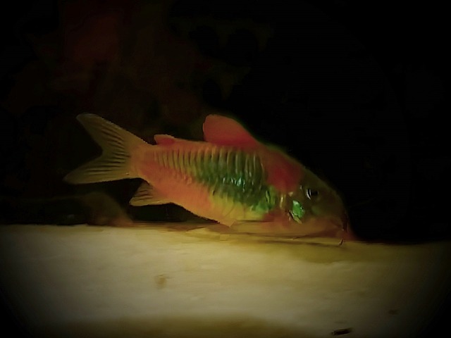 Oranger Venezuela Panzerwels Corydoras spec.venezuela