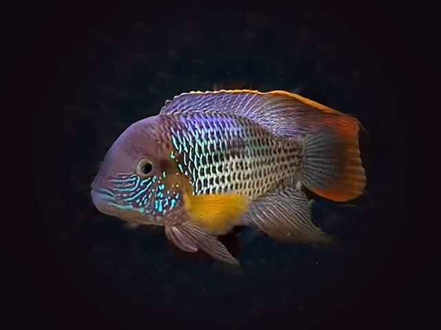 Orangesaumbuntbarsch Andinocara (Aequidens) rivulatus