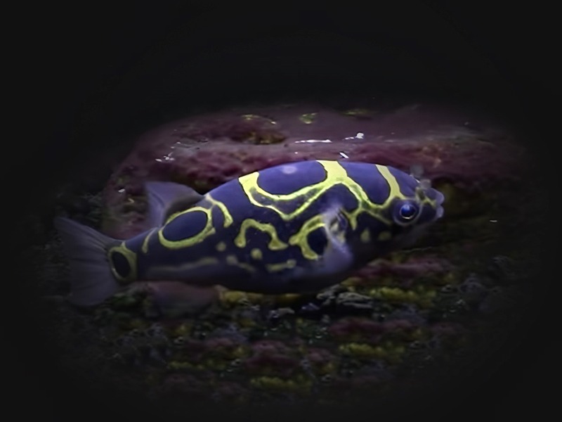 Palembangkugelfisch Tetraodon biocellatus
