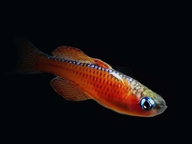 Paska Blauauge Pseudomugil paskai "Red Neon"