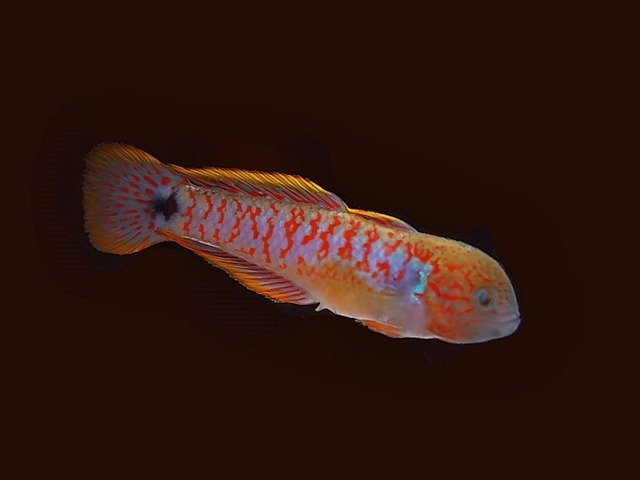 Pastellgrundel, Schwanzfleck-Schläfergrundel Tateurndina ocellicauda