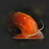Posthornschnecke rot Plannorbella duryi