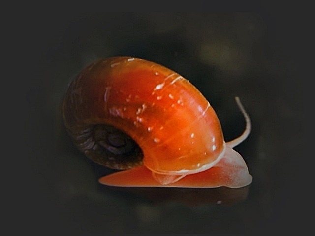 Posthornschnecke rot Plannorbella duryi