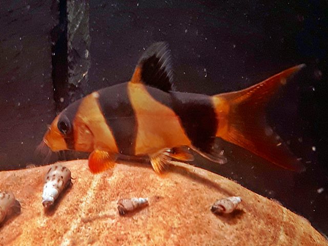 Prachtschmerle Chromobotia macracanthus