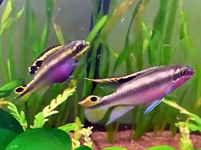 Purpurprachtbarsch, Königscichlide Pelviachromis pulcher