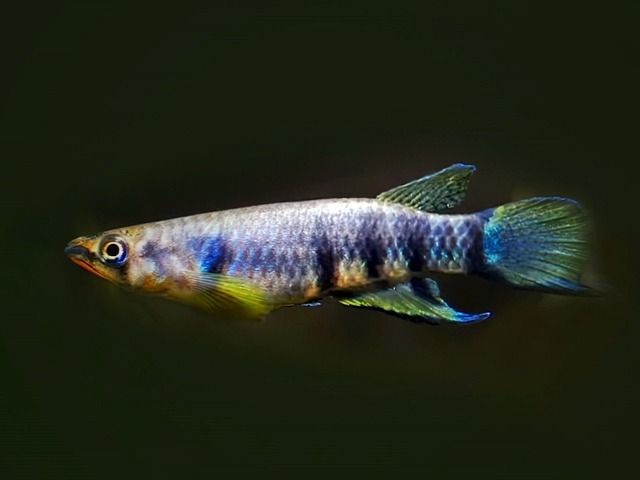 Querbandhechtling Epiplaty dageti