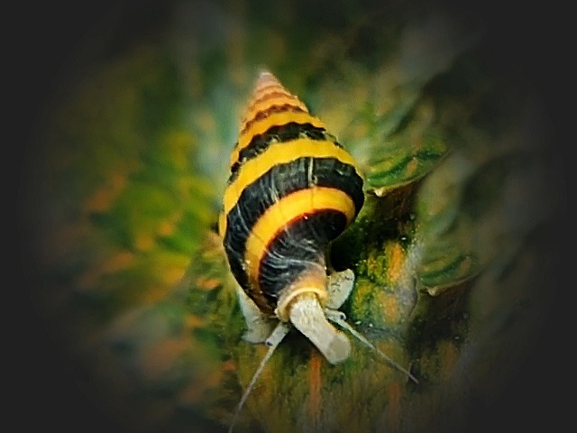 Raubturmdeckelschnecke Anentoma helena