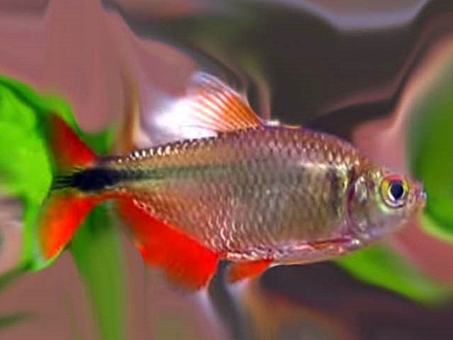 Rautenflecksalmler Hemigrammus caudovittatus