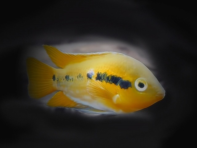 Regenbogencichlide Herotilapia multispinosa