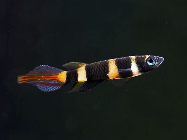 Ringelhechtling, Zwerghechtling Epiplaty annulatus