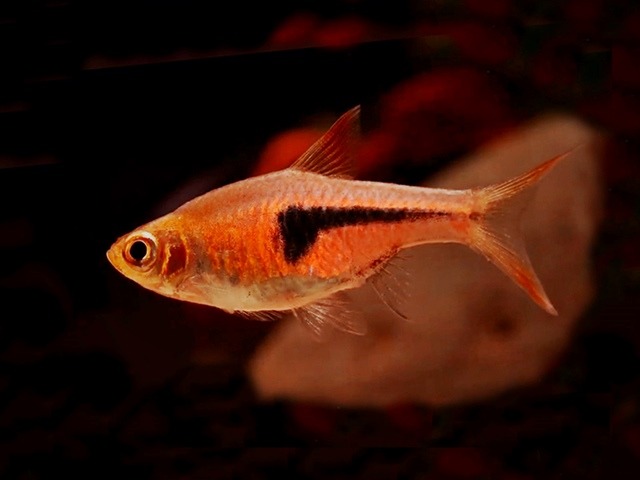 Rote Keilfleckbarbe Rasbora espei