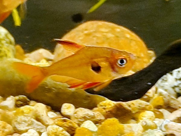 Roter Phantomsalmler
