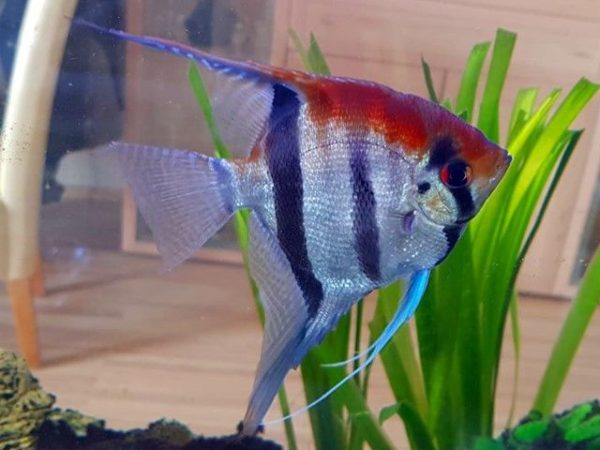 Rotrückenskalar Pterophyllum scalare Lago Manacapuru