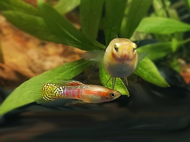 1 Paar Endler Guppy Ginga Rubra Poecilia wingei