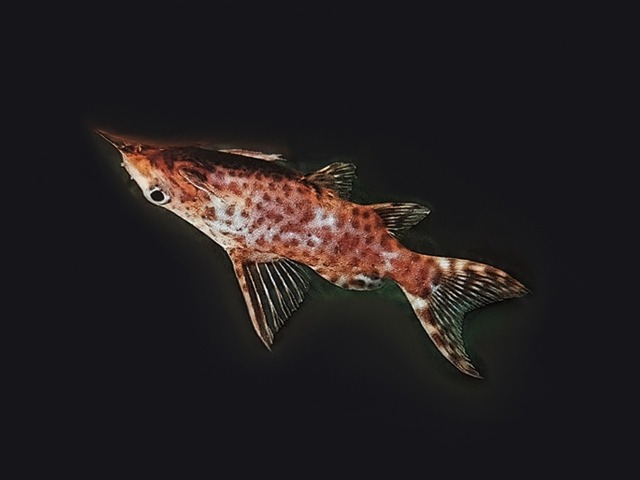 Rückenschwimmender Kongowels Synodontis nigriventris