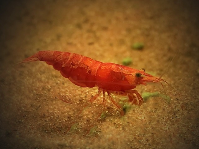 Sakura Garnele “superrot” Neocaridina davidi