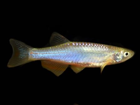Schillerbärbling Brachydanio albolineatus