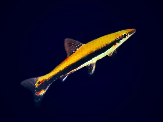 Schrägsteher, Einbindenziersalmler Nannostomus unifasciatus