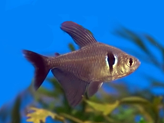 Schwarzer Phantomsalmler