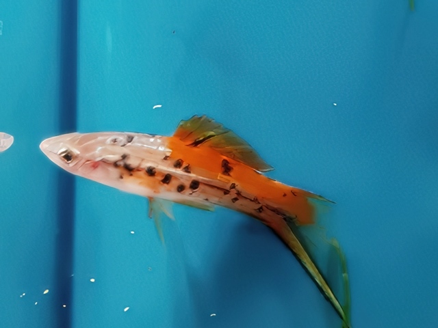 Schwertträger Xiphophorus helleri Rio Atoyac