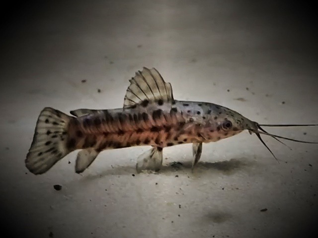Schwielenwels Hoplosternum thoracatum