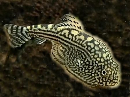 Sewellia lineolata