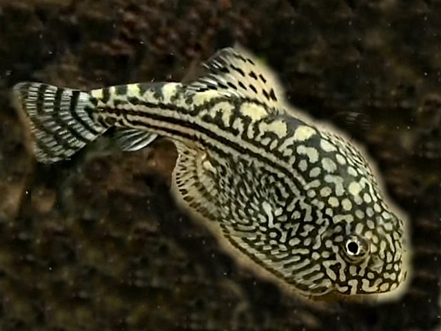 Sewellia lineolata
