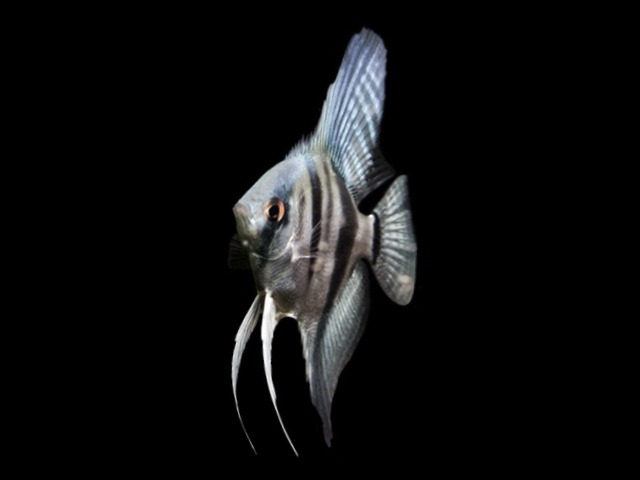 Skalar Naturfarbig Pterophyllum scalare