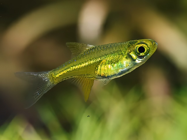 Smargdbärbling Microdevario kubotai