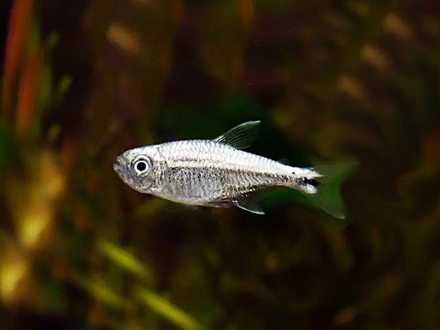 Sonnensalmler Goldtetra Hyphessobrycon eos