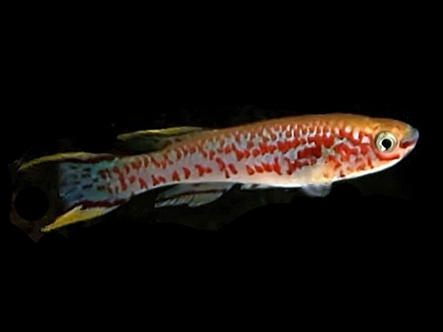 Stahlblauer Prachtkärpfling Aphyosemion gardneri