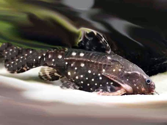 Sterndornwels Kammdornwels Agamyxis pectinifrons