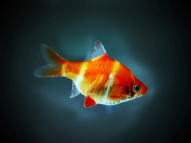 Sumatrabarbe gold Barbus tetrazona