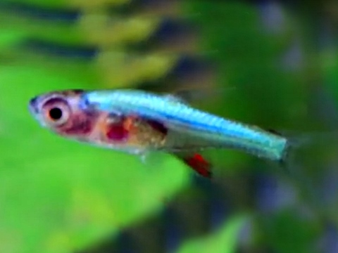 Axelrods Rasbora Sundadanio axelrodi „blau“ bei Zierfischzucht Kotterba