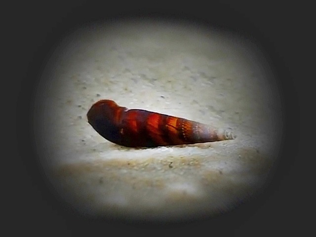 Teufelsdornschnecke “Cappuccino” Faunus ater