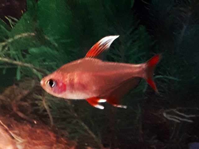 Weißflossen Schmucksalmler Hyphessobrycon bentosi