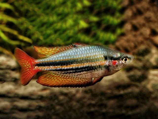 Westlicher Regenbogenfisch Melanotaenia splendita australis