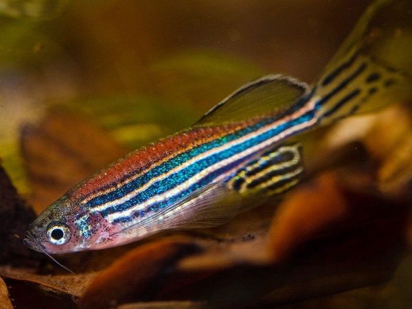 Zebrabärbling Brachydanio rerio