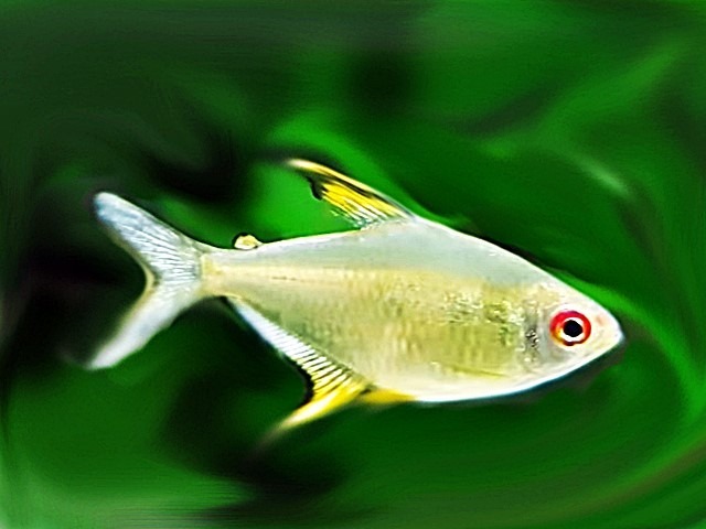 Zitronensalmler, Schönflossensalmler Hyphessobrycon pulchripinnis