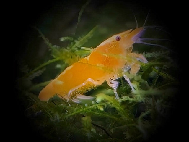 Zwerggarnele gold Neocaridina davidi