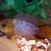 Borellis Zwergbuntbarsch Apistogramma borelli 1Paar