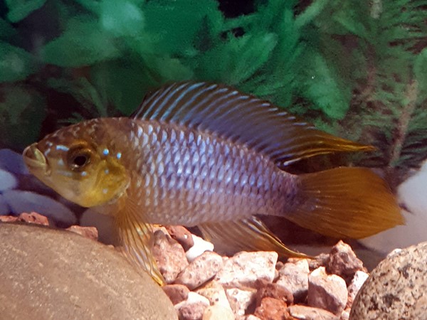 Borellis Zwergbuntbarsch Apistogramma borelli