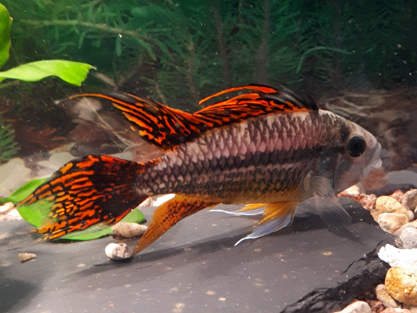 Kakaduzwergbuntbarsch doppelrot Apistogramma cacatuoides