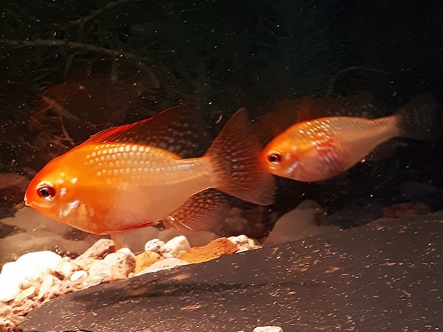 Schmetterlingsbuntbarsch gold Microgeophagus ramirezi