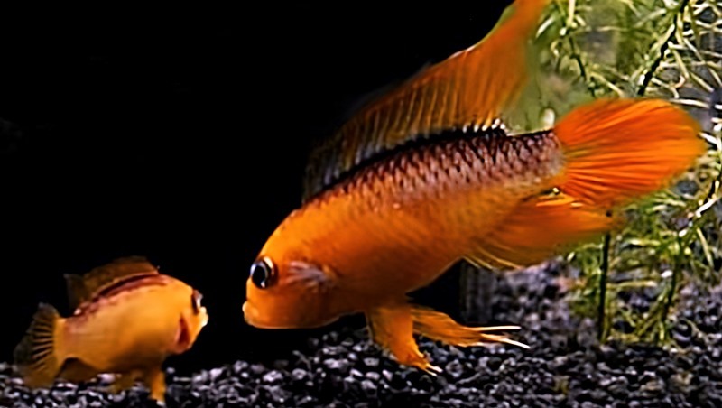Red Fire Apistogramma agassizi