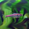 Amapa Glühlichtsalmler Hyphessobrycon amapaensis