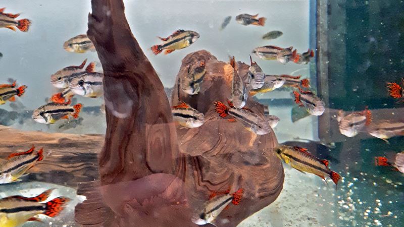Apistogramma cacatuoides Kakadu Zwergbuntbarsch doppelrot