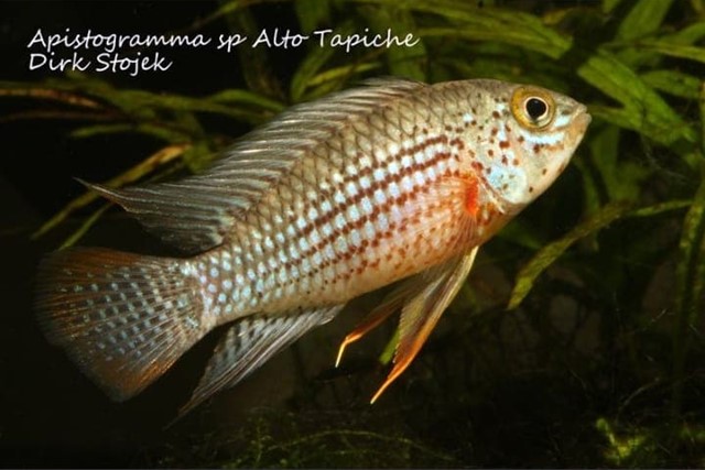 Apistogramma sp. Alto Tapiche