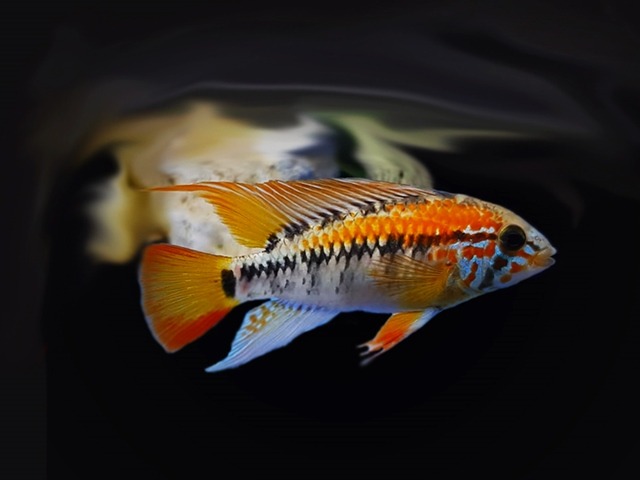 Villavicencio Zwergbuntbarsch Apistogramma macmasteri