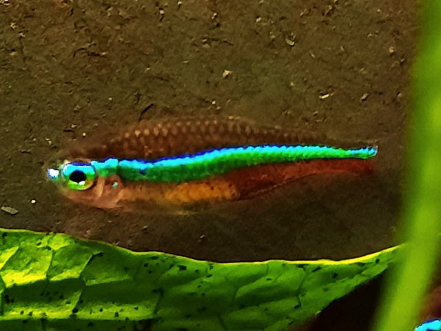 Blauer Neon Paracheirodon simulans